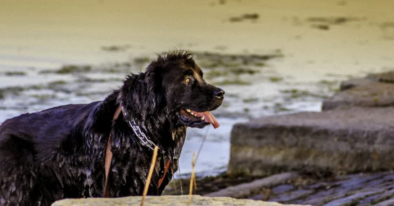 Newfoundland Dog Lifespan