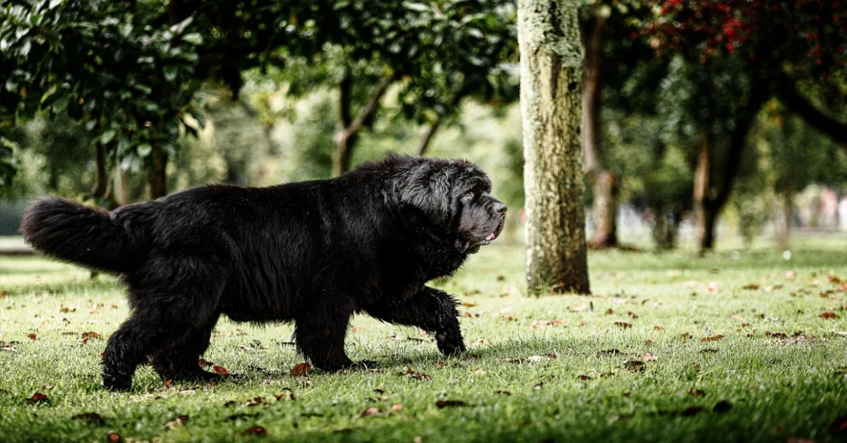 Newfoundland Dog Personality