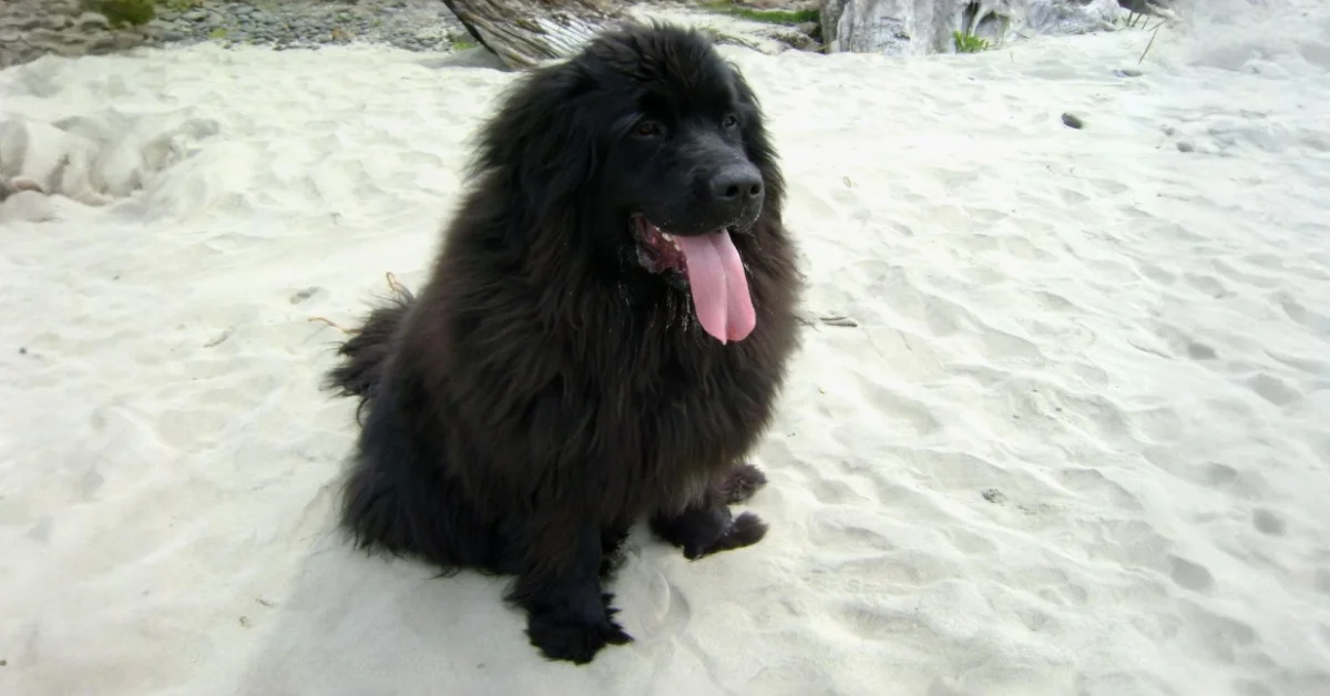 Newfoundland Dog Price