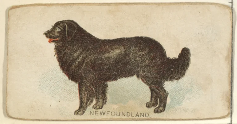 Newfoundland Dog Size