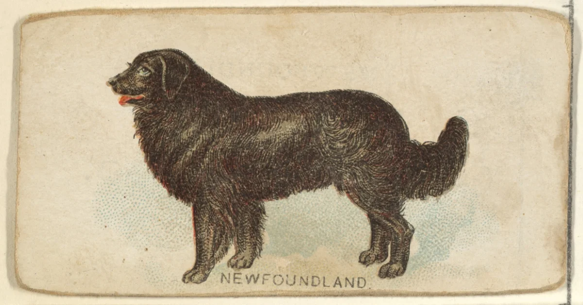 Newfoundland Dog Size